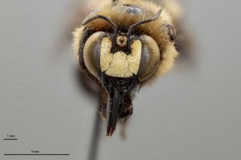 Media type: image;   Entomology 810624 Aspect: head frontal view